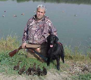 Flat coated 2025 retriever hunting